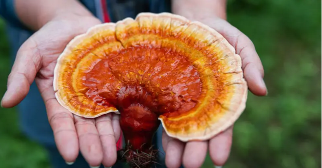 Reishi Ganoderma lucidum
